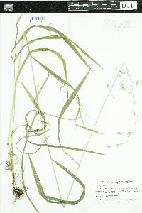 Bromus pubescens image