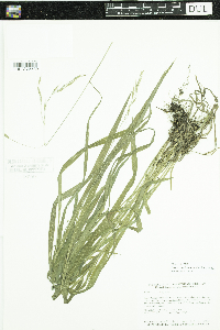 Bromus pubescens image