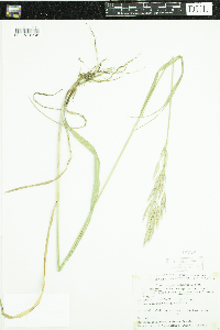 Media resource of Bromus inermis