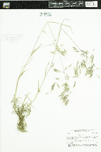 Bromus tectorum image