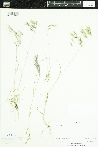 Bromus tectorum image