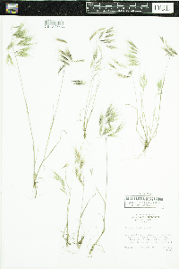 Bromus tectorum image