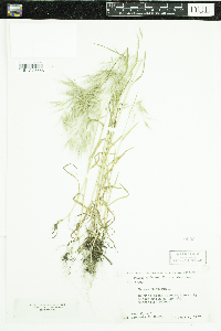 Bromus tectorum image