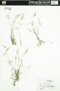 Bromus tectorum image