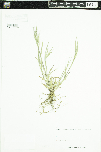 Bromus tectorum image