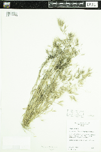 Bromus tectorum image