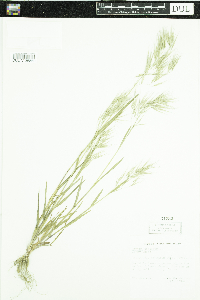 Bromus tectorum image