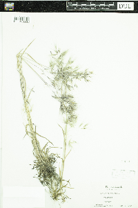 Bromus tectorum image