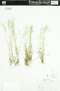 Bromus tectorum image