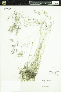 Bromus tectorum image