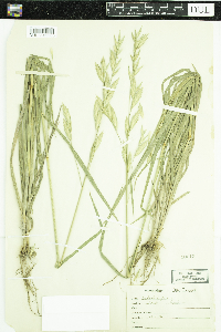 Bromus catharticus image