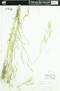 Bromus commutatus image