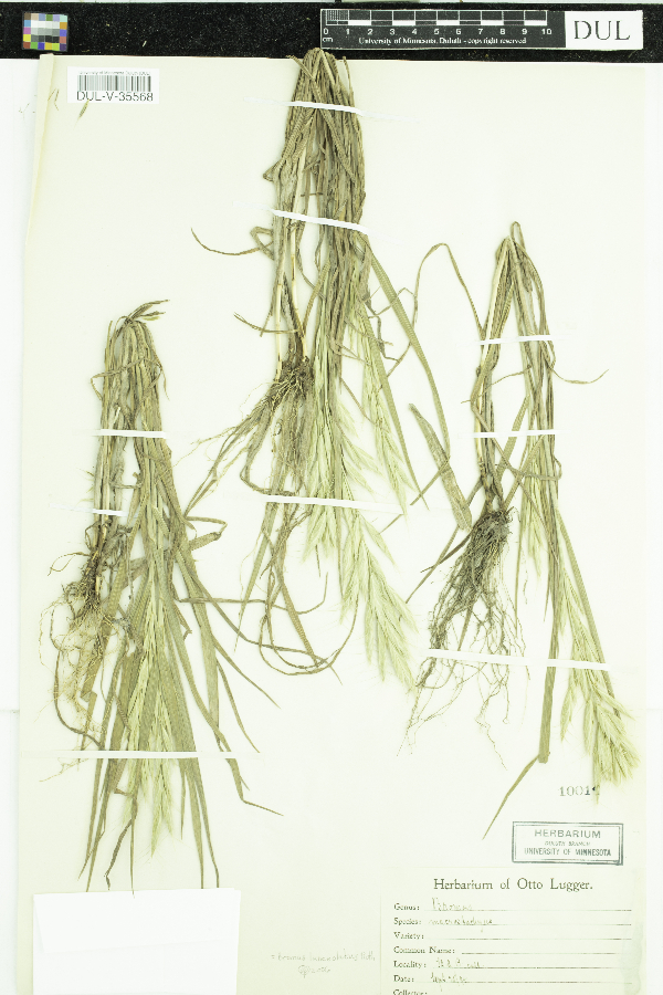Bromus lanceolatus image