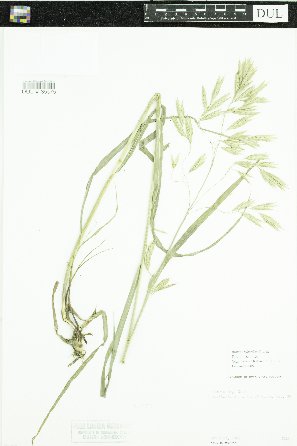 Bromus ciliatus var. richardsonii image