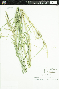 Calamagrostis canadensis image