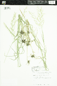 Calamagrostis canadensis image