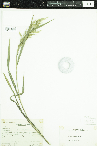 Bromus ciliatus image
