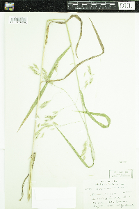 Bromus ciliatus image