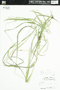 Bromus ciliatus image