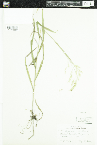 Bromus ciliatus image