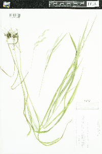 Bromus ciliatus image
