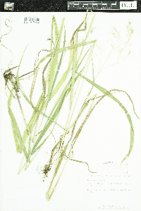Bromus ciliatus image