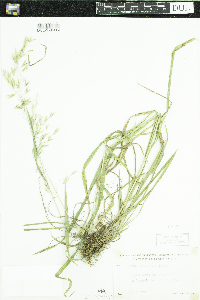 Bromus ciliatus image