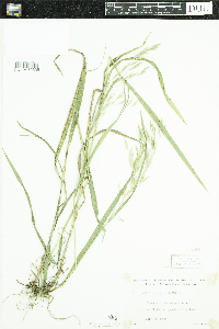 Bromus ciliatus image