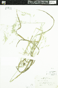 Bromus ciliatus image