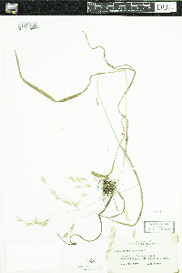 Bromus ciliatus image