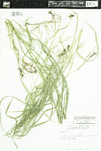 Bromus ciliatus image