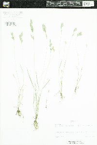 Bromus hordeaceus image