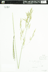 Bromus inermis image