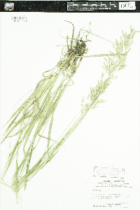Bromus inermis image