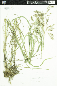 Bromus inermis image