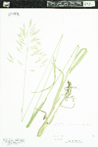 Bromus inermis image