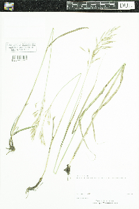 Bromus inermis image