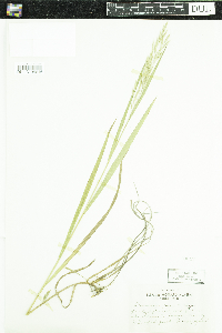 Bromus inermis image