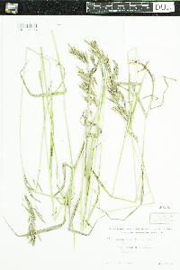Bromus inermis image