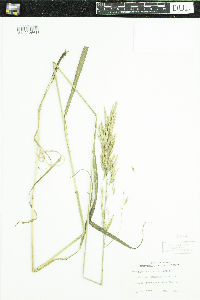 Bromus inermis image