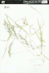 Bromus inermis image