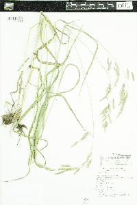 Bromus inermis image