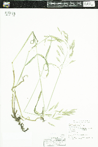 Bromus inermis image