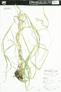 Bromus inermis image