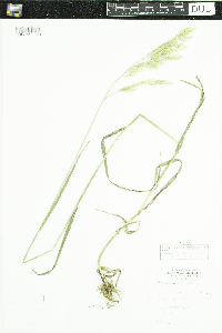 Bromus inermis image