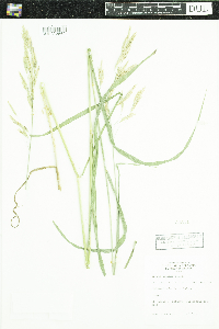 Bromus inermis image