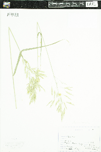 Bromus inermis image