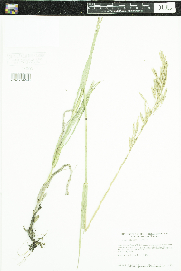 Bromus inermis image