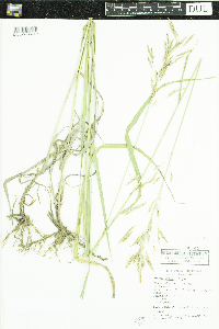 Bromus inermis image