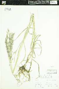 Bromus inermis image